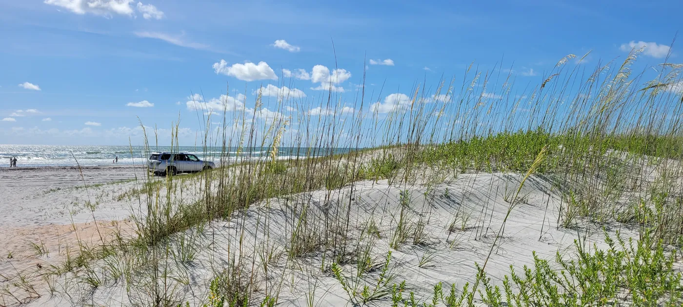 Sea oats on the sand dunes at St. Augustine Beach